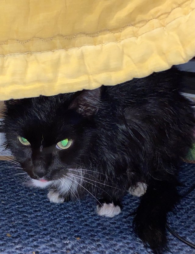 LoafChubby's tweet photo. I hate showers 👿 https://t.co/z7RBJESzHI