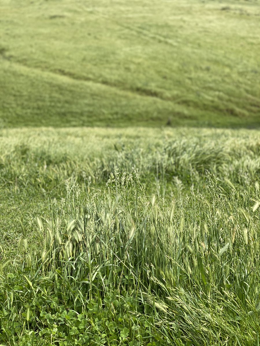 Millie Bourke tweet media