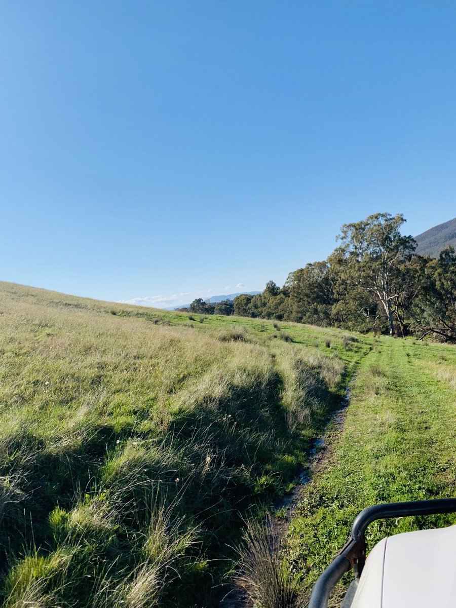 Millie Bourke tweet media