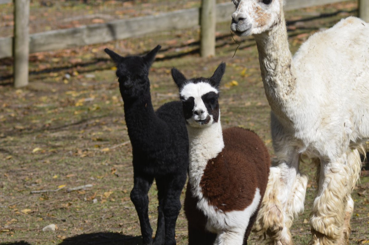 OldMillAlpacas's tweet photo. Old Mill Alpacas is open year-round for tours, treks, and store visits!

Book your tour/trek soon though; we're currently booking into December, and spots are filling up quickly. You can find more information on our website, linked below!

https://t.co/dg0YSYUaVD https://t.co/lsfbW7znRD