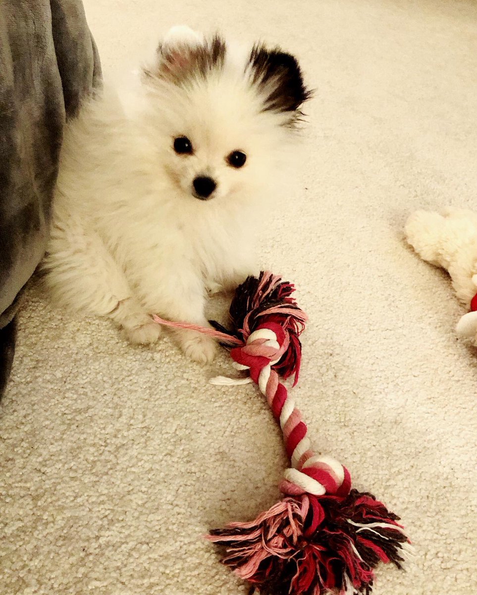 Pomeranian Problems tweet media