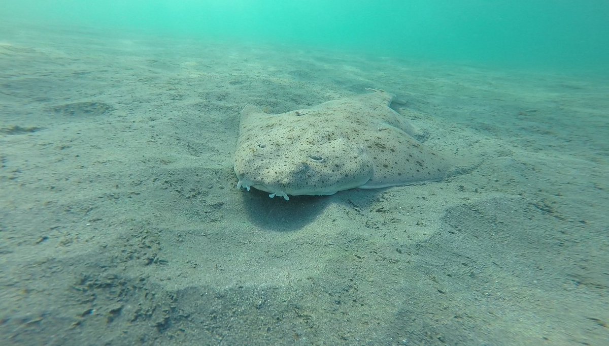 CIMI_Science's tweet photo. #Tbt to that time you spotted something on the bottom of the #ocean &amp; it turned out to be even cooler than expected! Angel #sharks are ambush predators that #camouflage with the sandy bottom &amp; wait for prey to swim by. #cimiscience #oceanschool #angelshark #ambushpredator #shark https://t.co/vALoZ3Kv6e