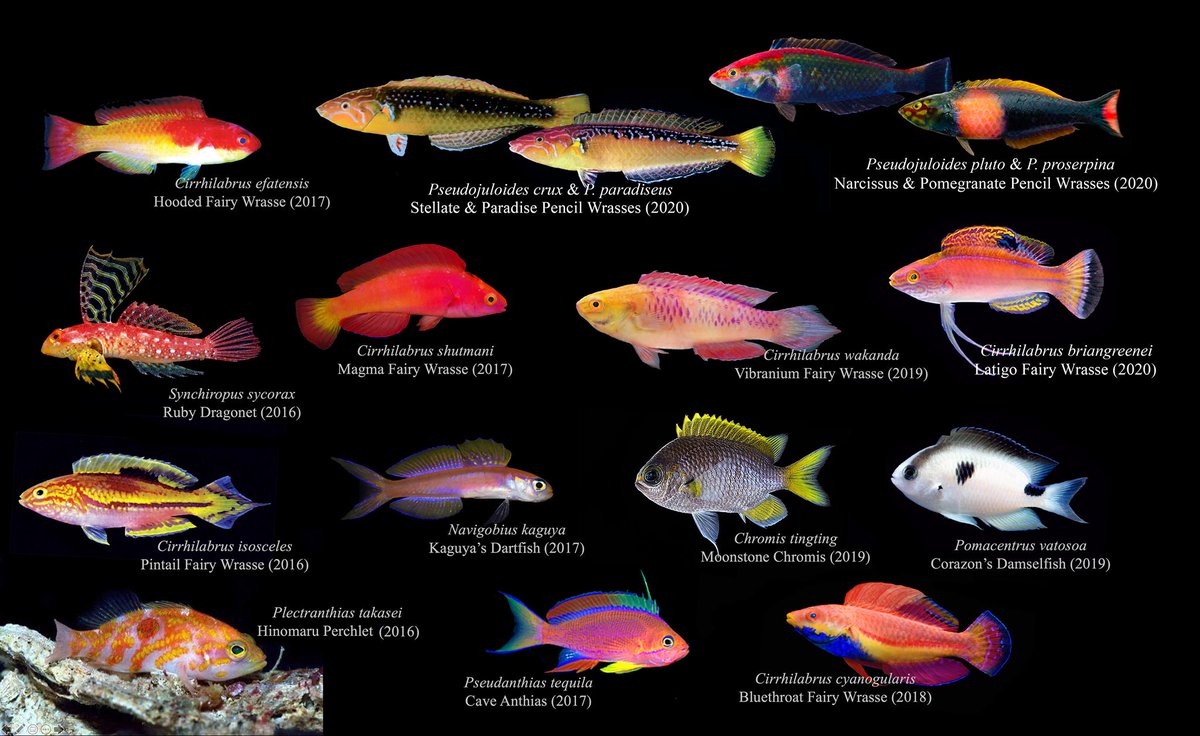 I’m a systematic ichthyologist, and very briefly, my research interest is mostly split between taxonomy and systematics. What is taxonomy? Taxonomy is the science of naming, describing, and classifying organisms! Specifically, I am a fish taxonomist. 2/17
