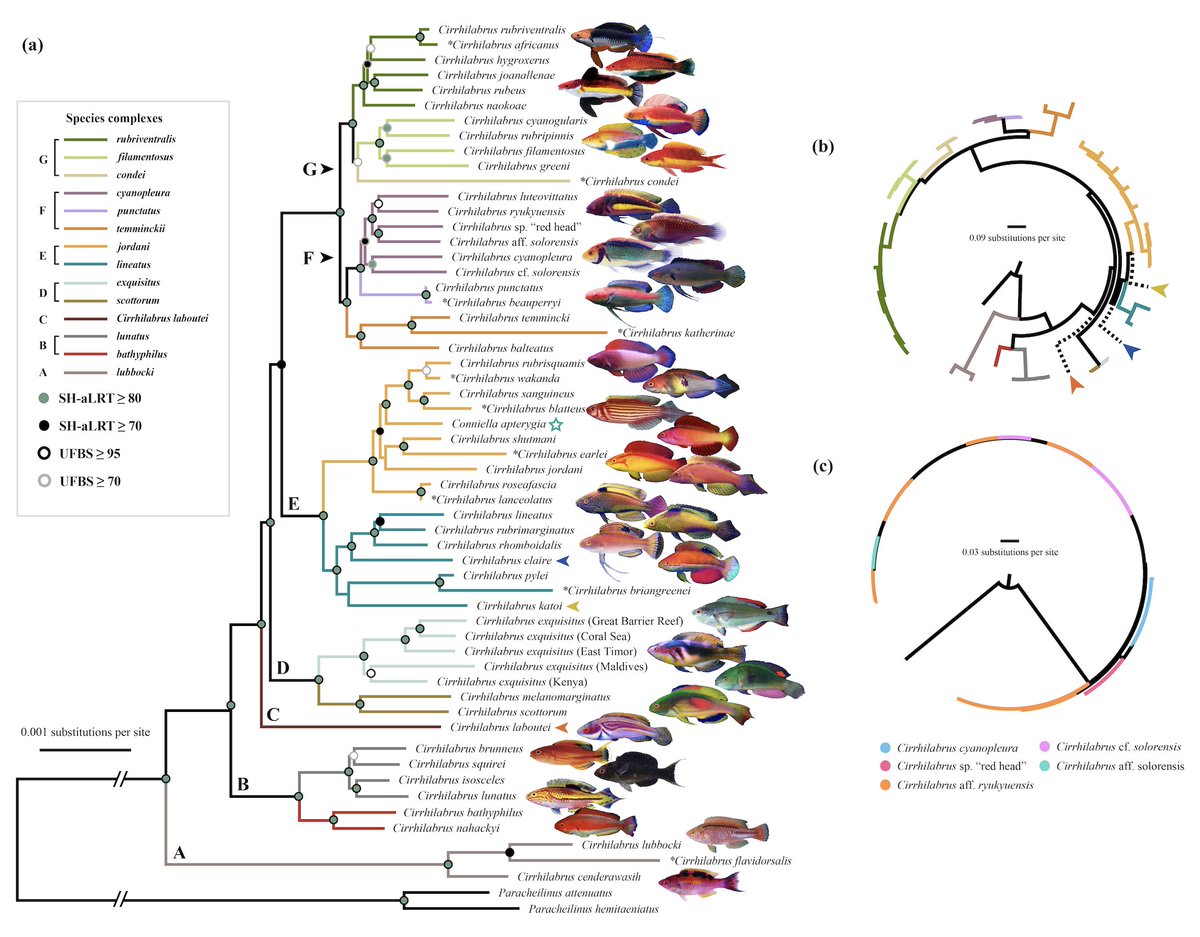 Systematics is a broader, more conceptual discipline that seeks to understand the diversification of living things, both historical and contemporary, as well as the relationships among these individuals through time. 4/17