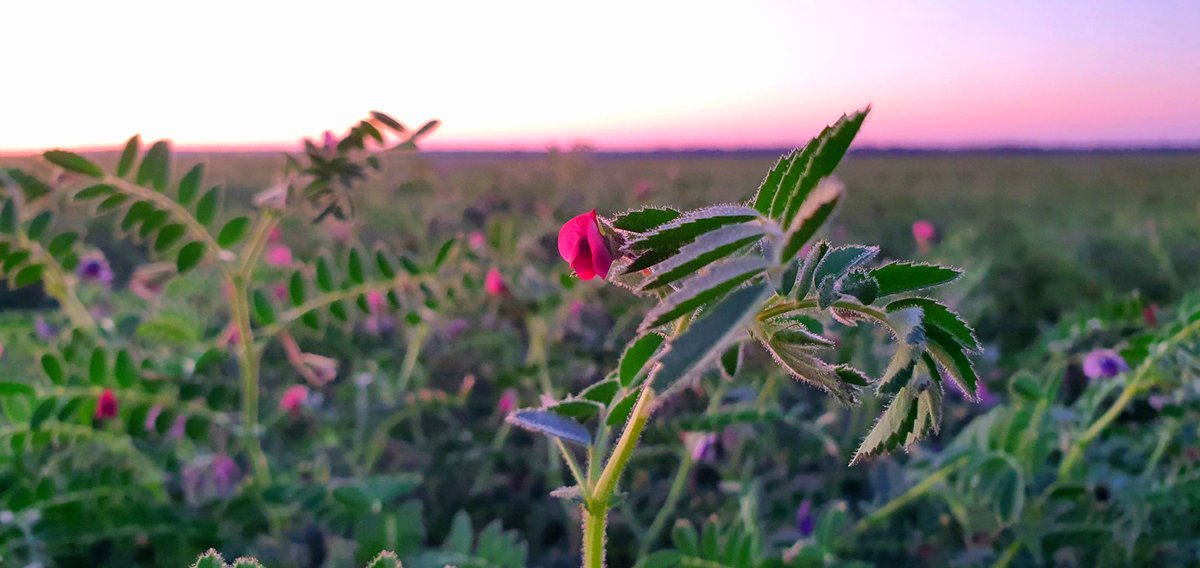 CHDCorp's tweet photo. On today's #agdayaus, let's celebrate the Central Highlands👏 Ag is estimated to contribute $1B to our region's economy. We produce cotton, beef, wheat, chickpeas, macadamias, citrus, grapes, #agtech. @AgriFuturesAU @RDAcentralwest 📸 @cottonfarmgirl #agdayaus #agfrontier https://t.co/FQwvmAkDQU