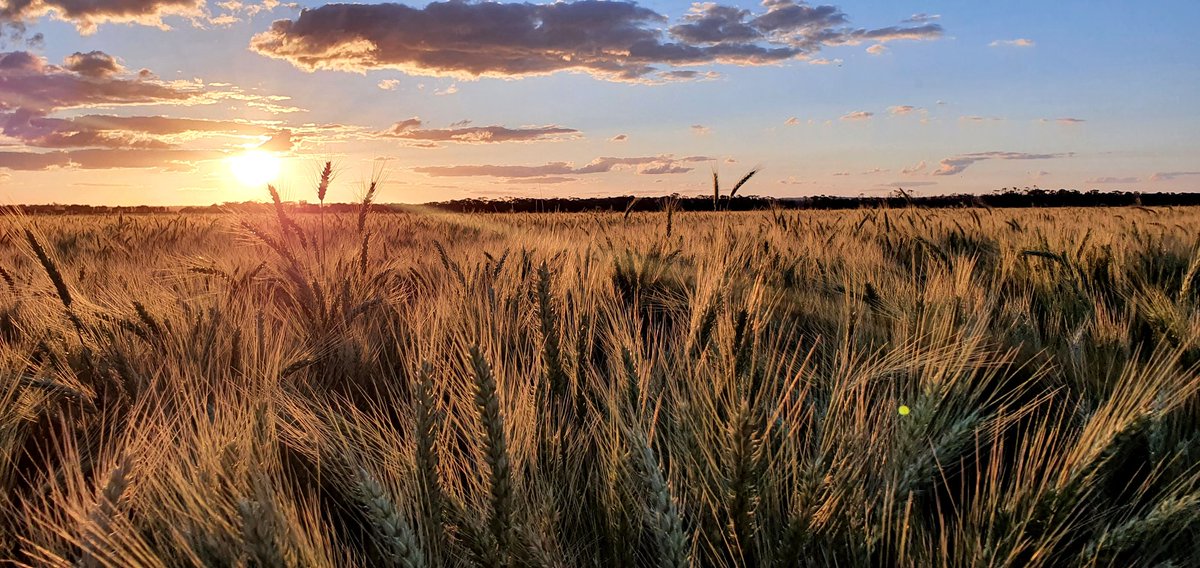 CHDCorp's tweet photo. On today's #agdayaus, let's celebrate the Central Highlands👏 Ag is estimated to contribute $1B to our region's economy. We produce cotton, beef, wheat, chickpeas, macadamias, citrus, grapes, #agtech. @AgriFuturesAU @RDAcentralwest 📸 @cottonfarmgirl #agdayaus #agfrontier https://t.co/FQwvmAkDQU