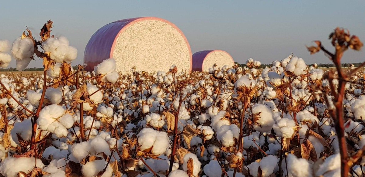 CHDCorp's tweet photo. On today's #agdayaus, let's celebrate the Central Highlands👏 Ag is estimated to contribute $1B to our region's economy. We produce cotton, beef, wheat, chickpeas, macadamias, citrus, grapes, #agtech. @AgriFuturesAU @RDAcentralwest 📸 @cottonfarmgirl #agdayaus #agfrontier https://t.co/FQwvmAkDQU