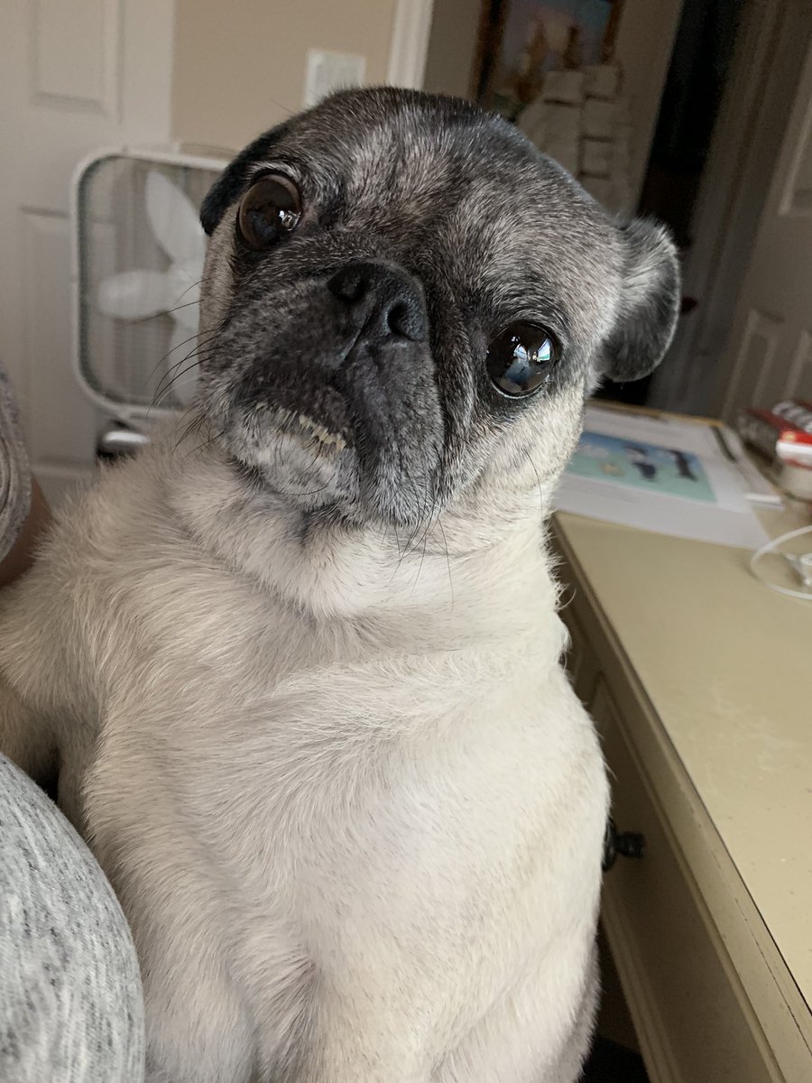 Pia_Pia_the_Pug's tweet photo. Pia Pia upset because I still had work to do. #veteranservicedog #servicedog #retired #pug #pugsofinstagram #pugs #puglove #puglife #pugnation #sad #upset #stillworking #workingfromhomewithdogs #remotework #virtualassistant #unhappy #rescuedog #vcapets #workingfromhomewithpets https://t.co/HWriSyG7aN