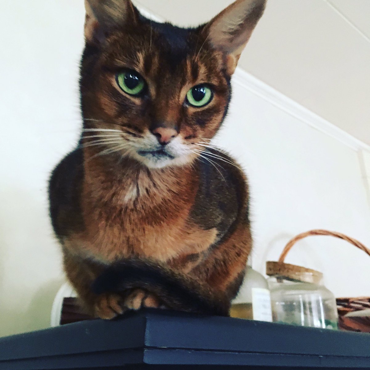 editrx's tweet image. How can the loss of such a tiny cat make a house feel so empty?