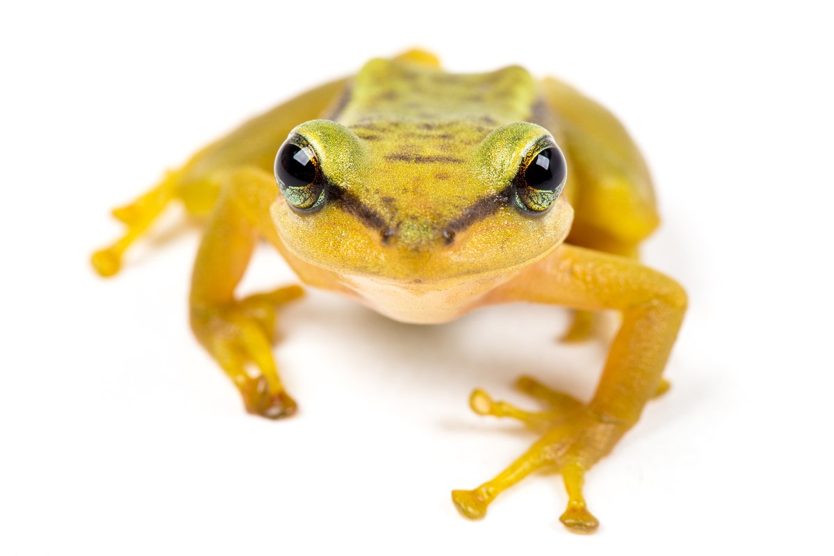 santiak's tweet photo. Les presento al cutín de Nankints. Dedicamos esta nueva especie a los ecuatorianos que han resistido a la minería en defensa del ambiente.
Nankints era una comunidad Shuar que fue destruída por la policía en 2016 para establecer un campamento minero... 1/3 https://t.co/a4wFVCWG14