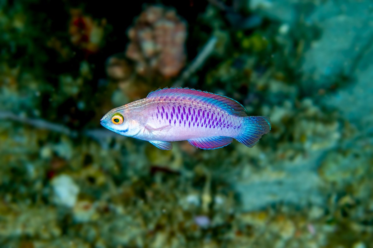 I'll use one of my favourite species as an example! Cirrhilabrus wakanda. I still remember the day  @CoralReefFish DMed me on facebook with a photo of this being like "what is this?". And I said this is wrasse, genus Cirrhilabrus, but none of the 60 species that I recognised. 7/17