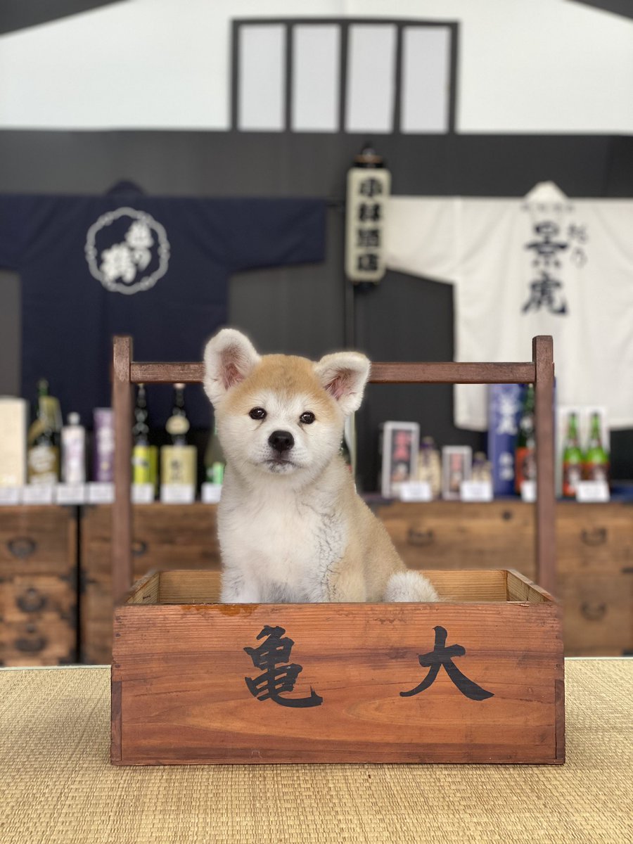 鈴木砂羽 鈴木砂羽