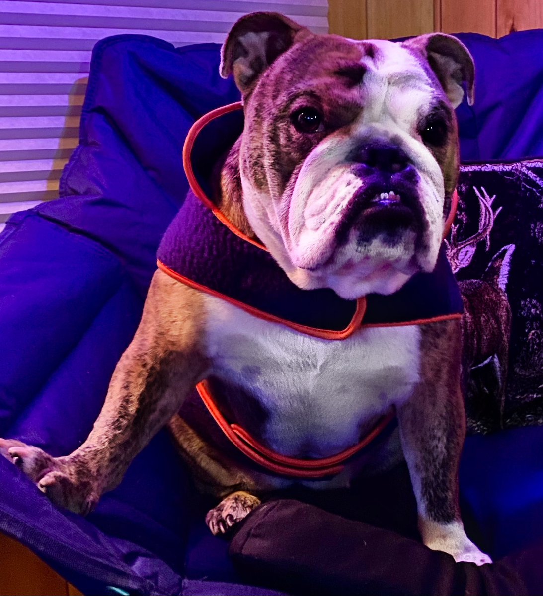 FannyBulldog's tweet photo. Fanny’s saying,
What the country needs is a real president. I think I would be better at the job than a orange 🍊 
#Bulldog #dogsoftwitter https://t.co/XGnAIvswym