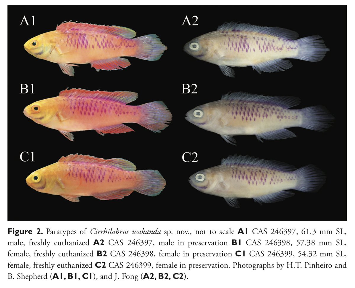 Back to taxonomy! With any new species, ideally you'd want a handful of specimens to examine. The more the merrier. Why so many? Simply put, you want to capture as much variation as possible! These specimens will serve as the type series. 8/17