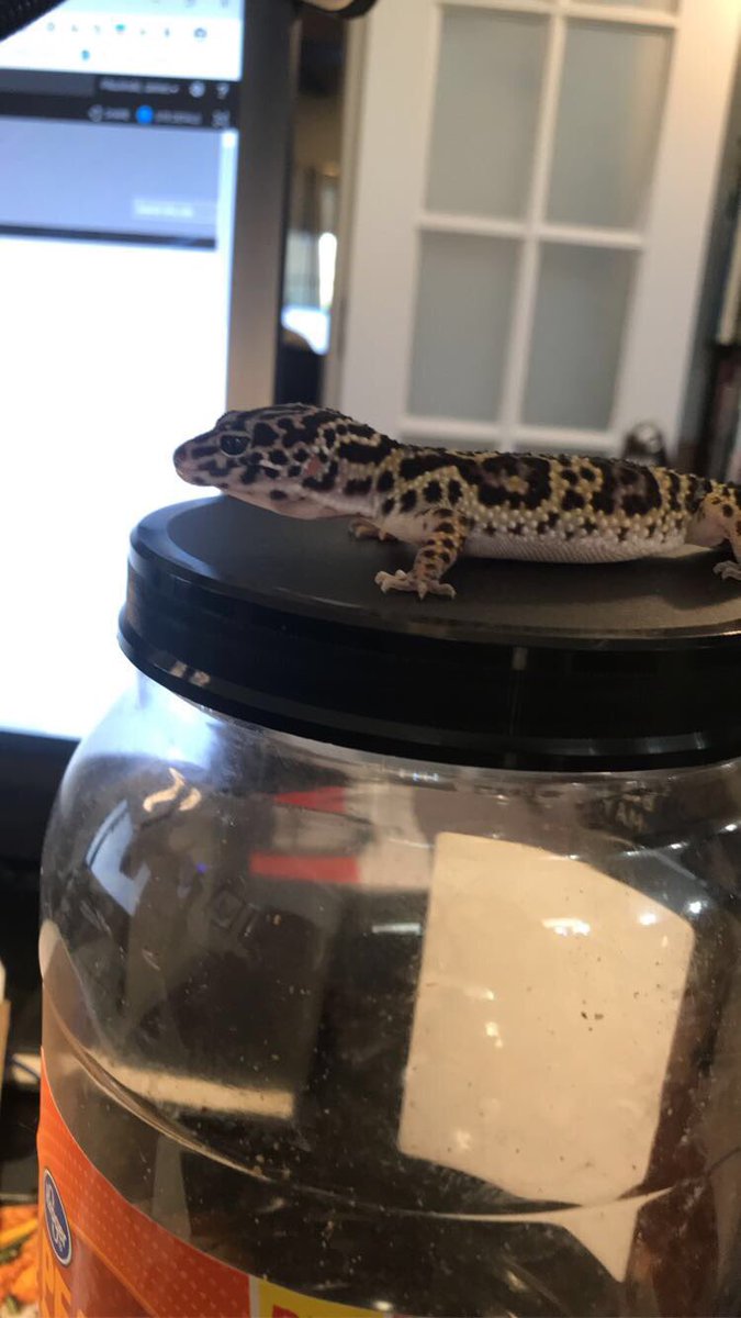 PantsPoopoo's tweet photo. Introducing my leopard geckos! Frito (L) and Cheeto (R)! https://t.co/vEIsxFRKsk