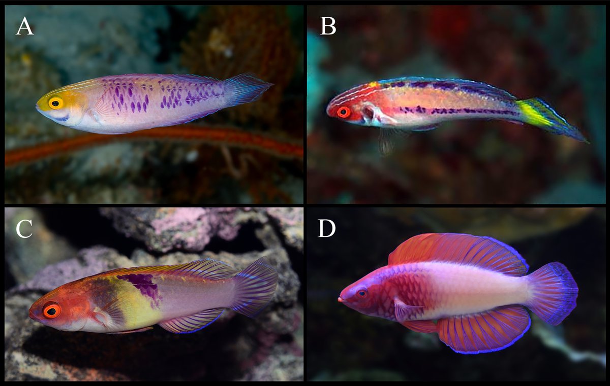 But simply detailing aspects of the new species is not enough. We need something called a differential diagnosis. How is this new species different to other closely related species in its genus? Who do we know which are the most closely related species to compare against? 14/17