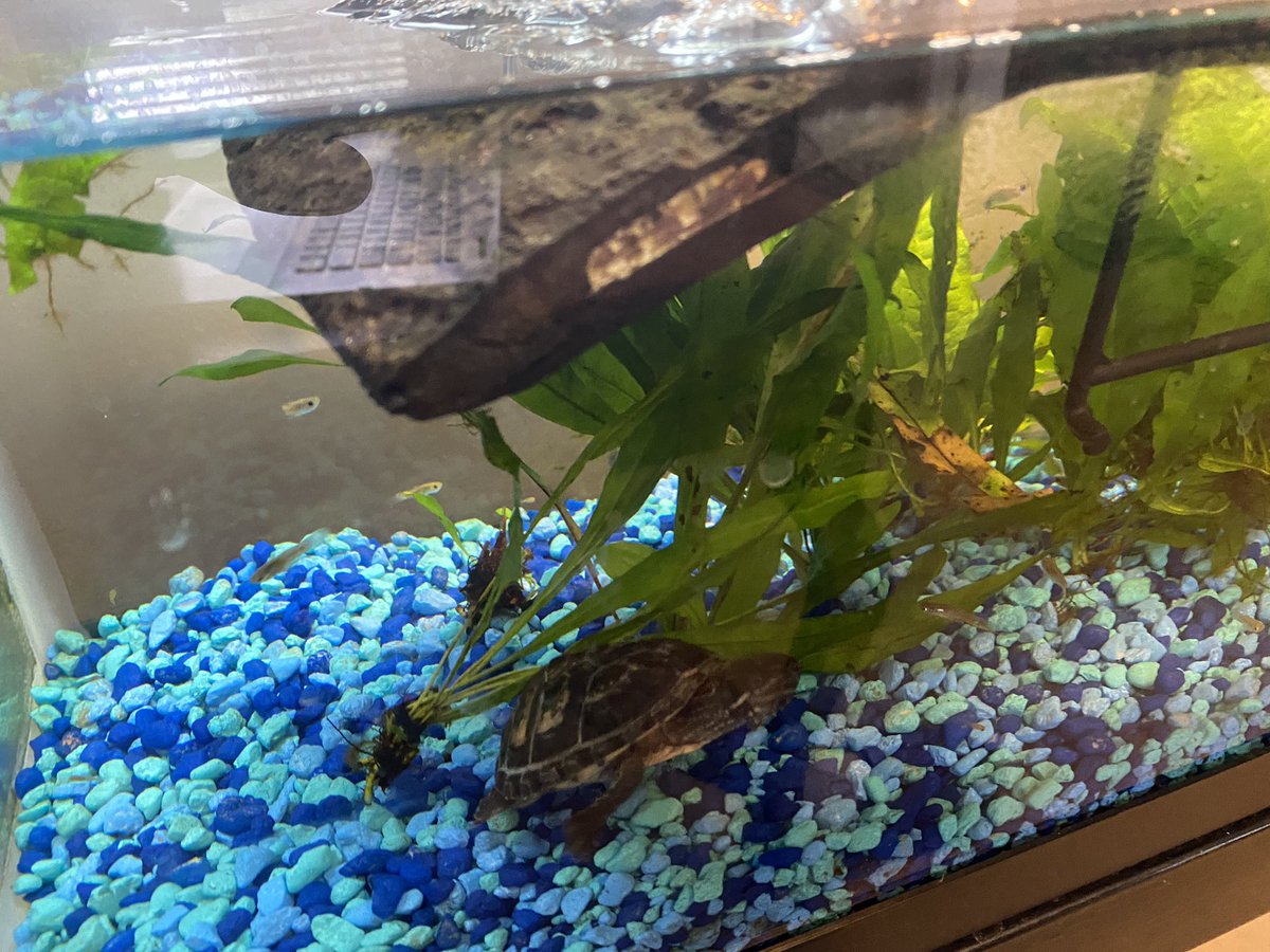 LouieDfresh's tweet photo. Bowser the Musk Turtle hunting guppy snacks #muskturtles #muskturtletank #muskturtlelove https://t.co/YcEaW4y4zB