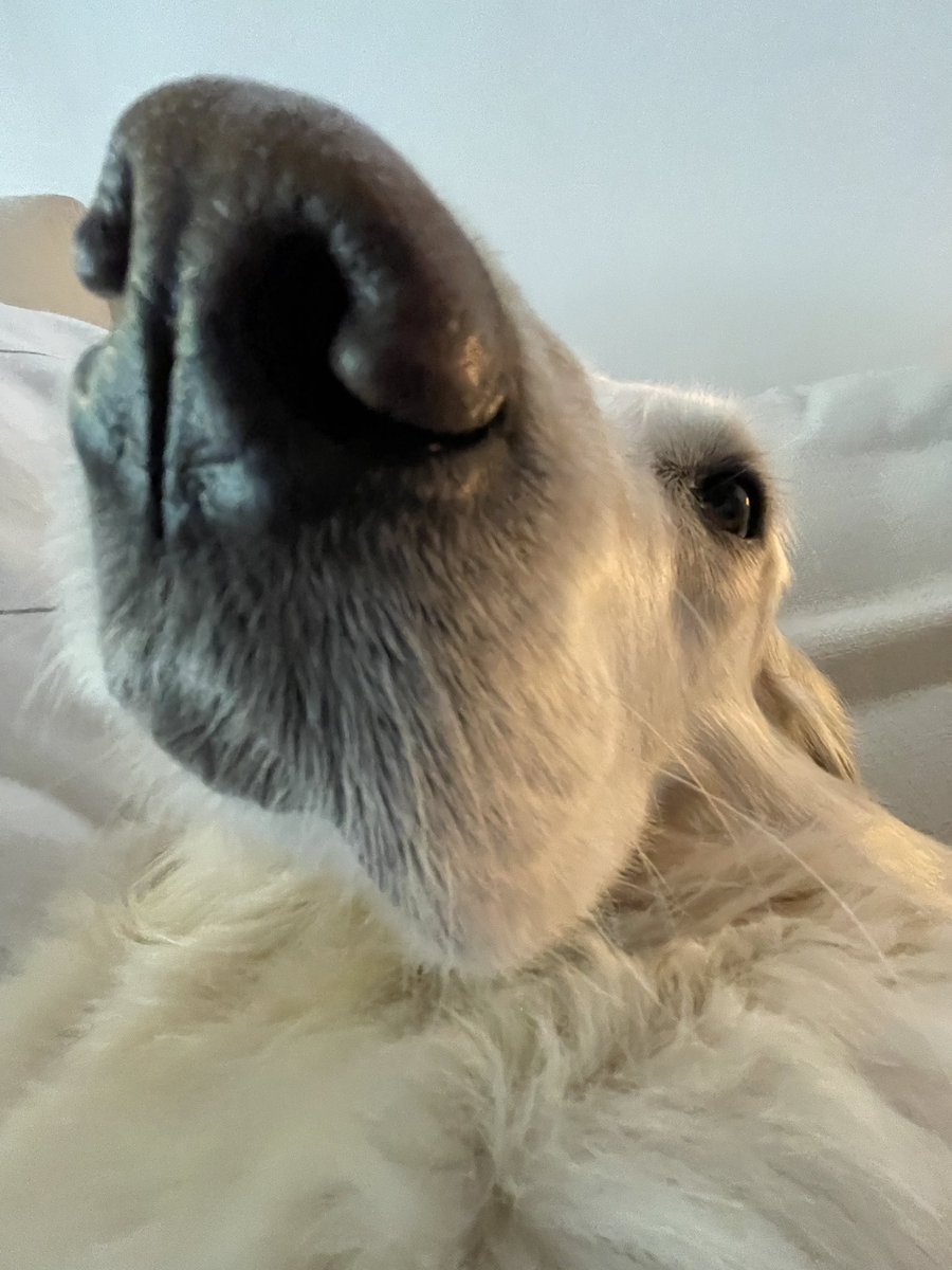 markiplier's tweet photo. 5 years of wakin’ up to this snoot every morning. Boop it today for 5 years of good luck. https://t.co/YsfcPmcJgR