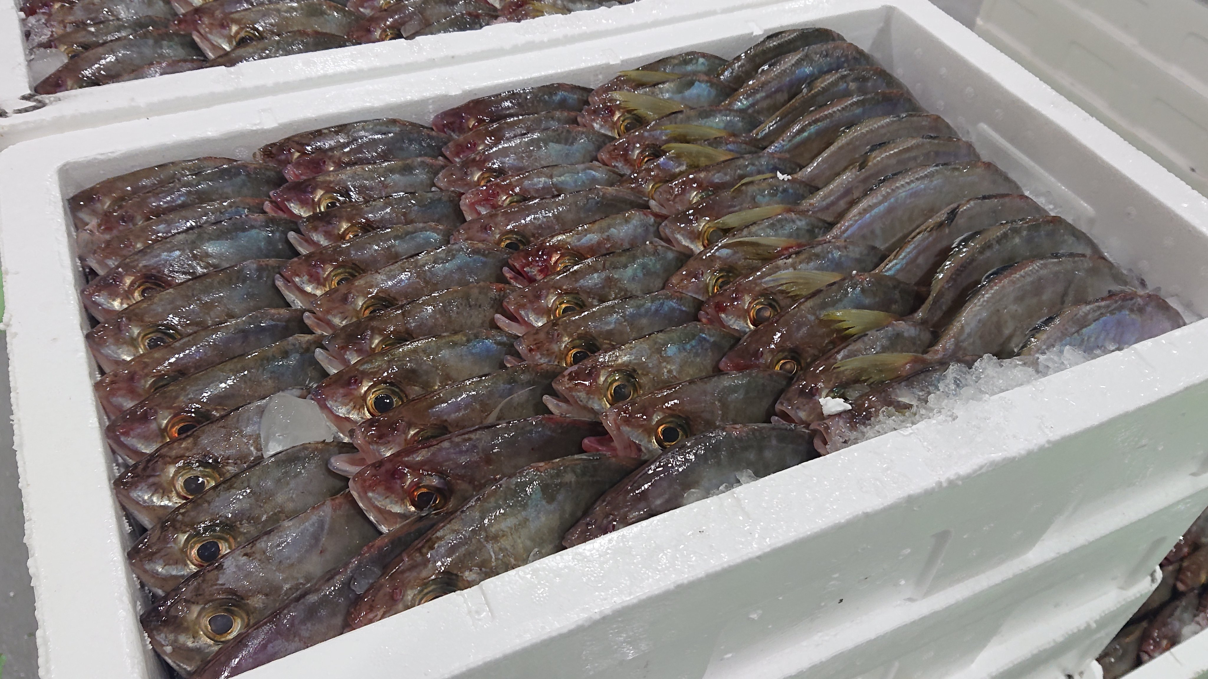 山田水産 株 魚の紹介第2弾です 学名は カイワリ 長崎魚市場では メッキ と呼ばれています 体長は30 前後になり体高は高く形はアジを楕円形にしたような形で体色は銀色です 続く 山田水産 長崎 以西底引き網 長崎の魚 T Co