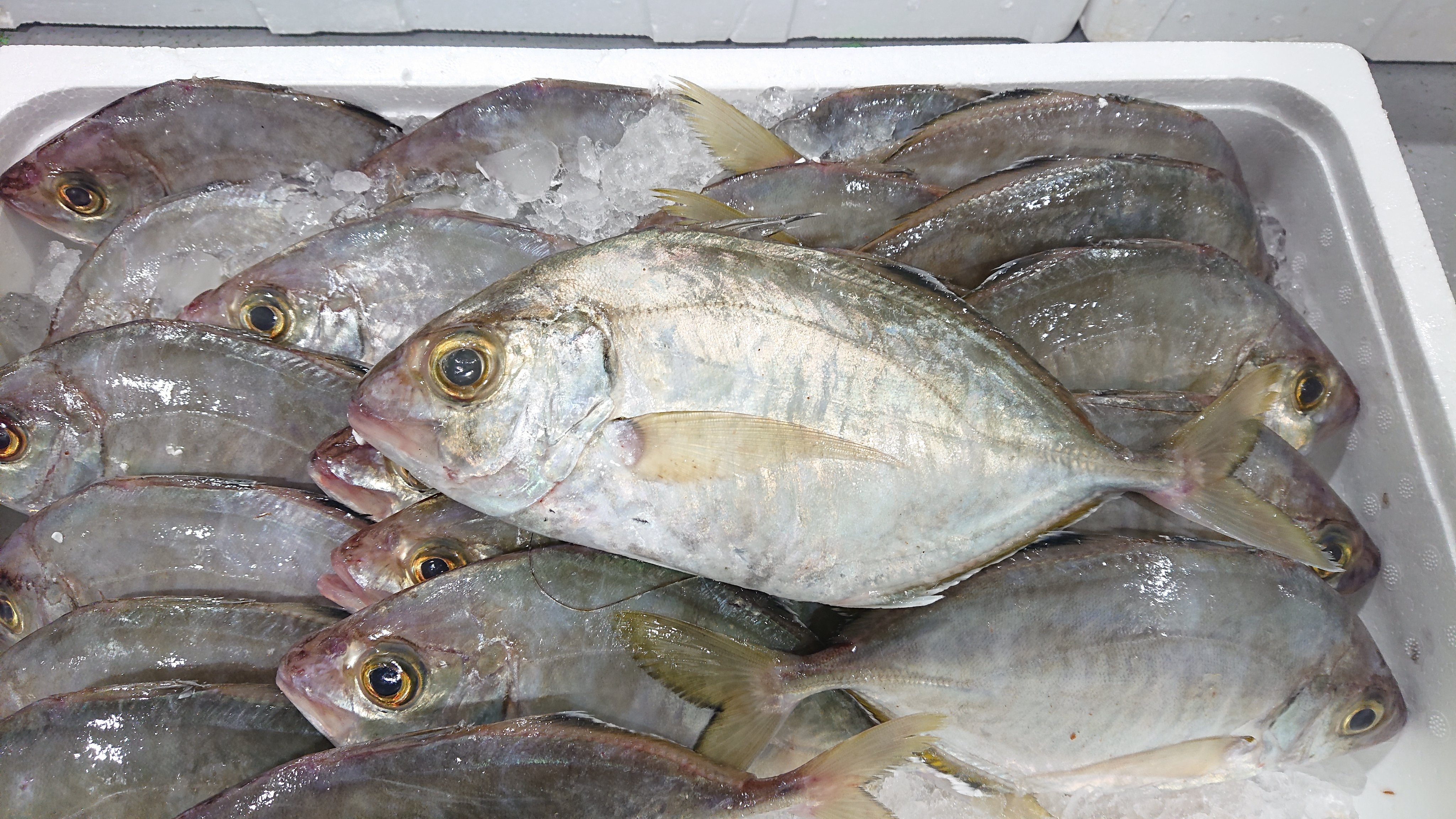 山田水産 株 魚の紹介第2弾です 学名は カイワリ 長崎魚市場では メッキ と呼ばれています 体長は30 前後になり体高は高く形はアジを楕円形にしたような形で体色は銀色です 続く 山田水産 長崎 以西底引き網 長崎の魚 T Co
