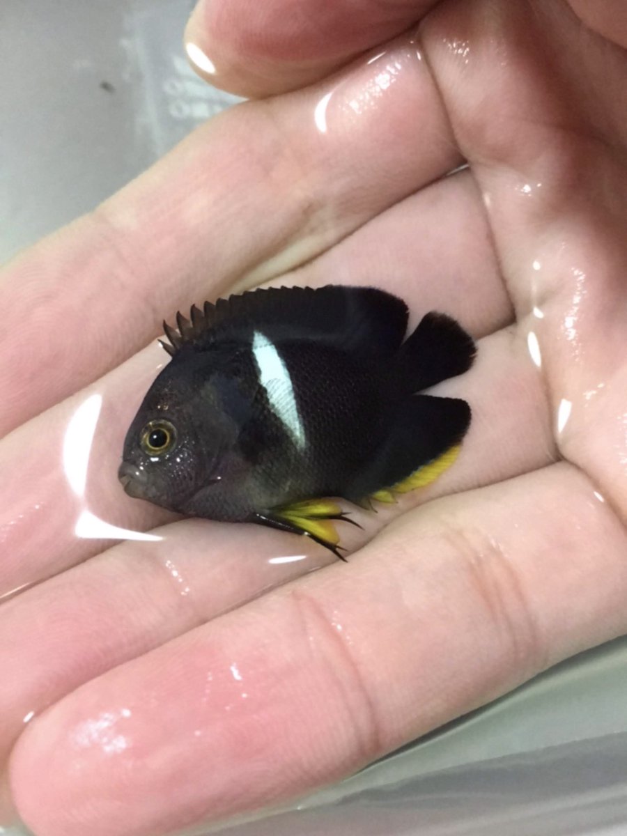 mochimochimoti's tweet photo. 年々採るサイズが小さくなっていく。これぞギョリコン魂。 https://t.co/edUy3oyqeF