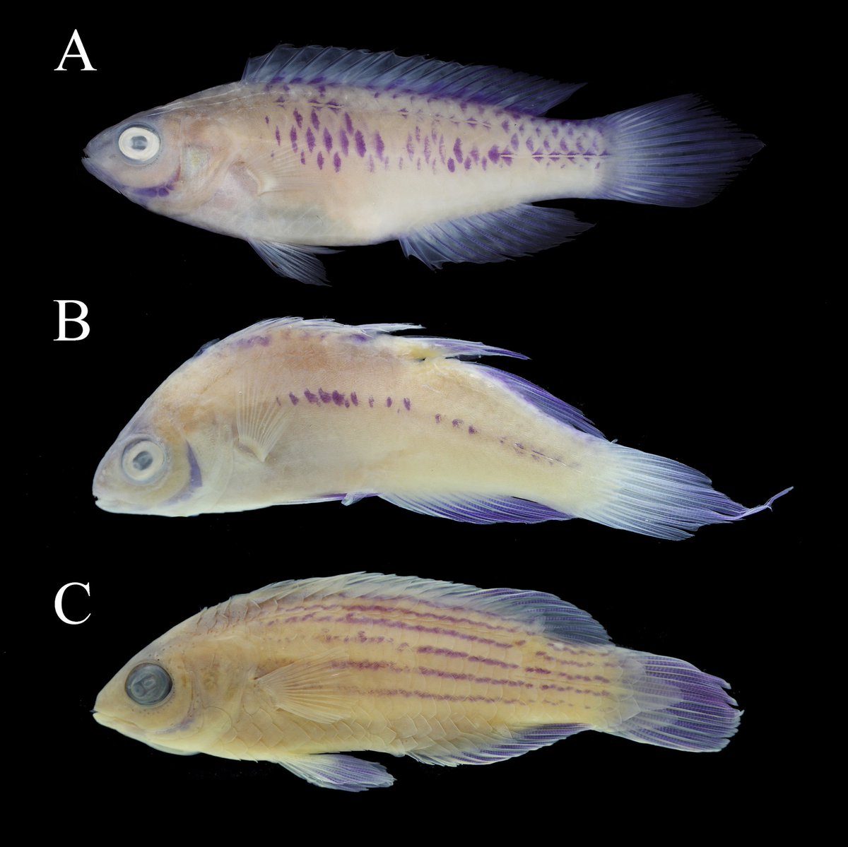 By using the data we collected above! Usually (not always), species that are most closely related will have similar body proportions, coloration details, genetic sequences. We'd need to make appropriate comparisons with the appropriate species. 15/17