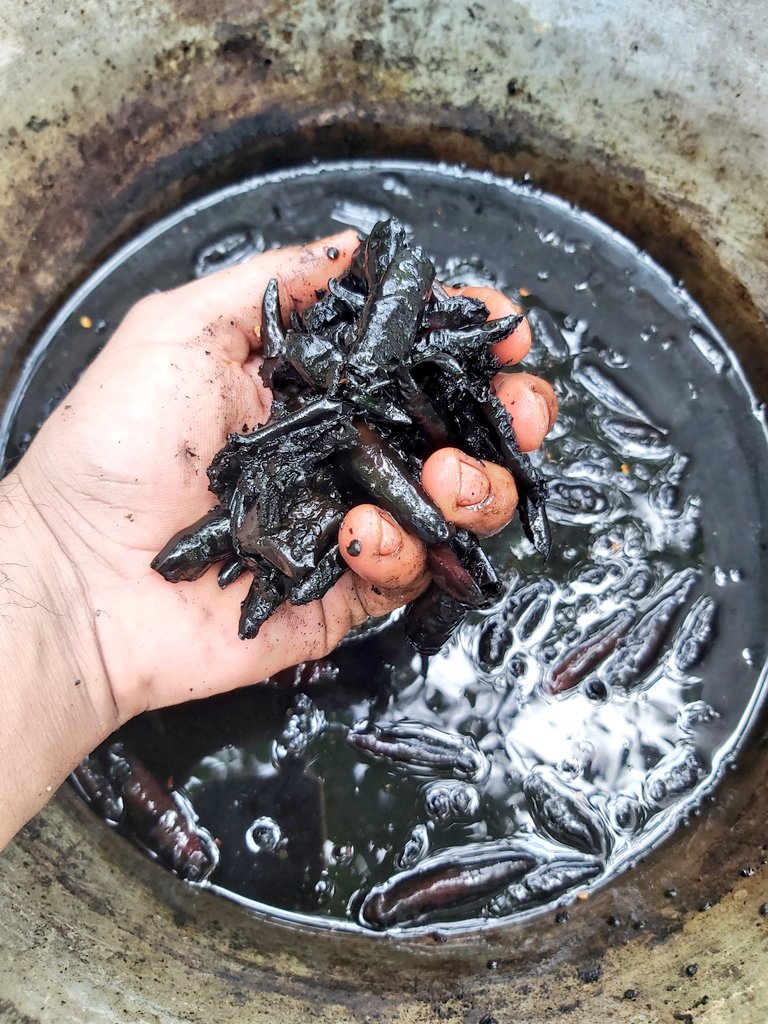 Recado negro yucateco. #cocinayucateca #cocinamaya #investigación #consumelocal #centroetnogastronomico #ChefWilsonAlonzo