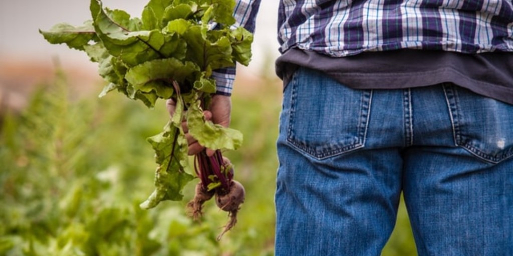 With such high numbers of unemployed people,  farms have a huge potential to gainfully employ Australians.  The Compassionate Australia Party calls on Supermarkets to pay realistic payments to farmers, who in turn can pay reasonable rates to workers. Photo by H.Gill on Unsplash