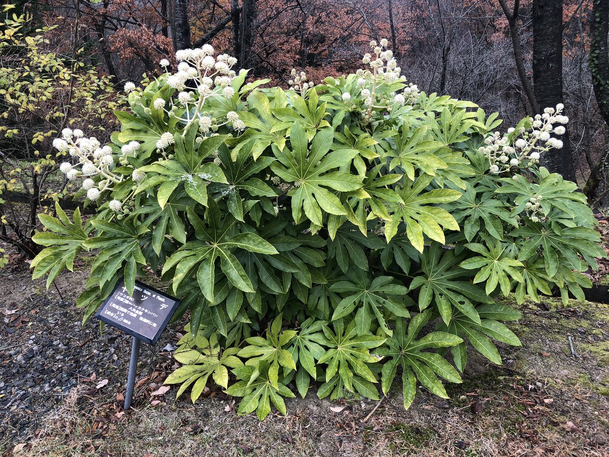 薬草園ヤツデリュウノウギク今の時期の花は薬草園で目立ちますよ 逢瀬公園 緑化センター 福島県都市公園 緑化協会 薬 11 動画あり 逢瀬公園 緑化センター ぐるっと郡山