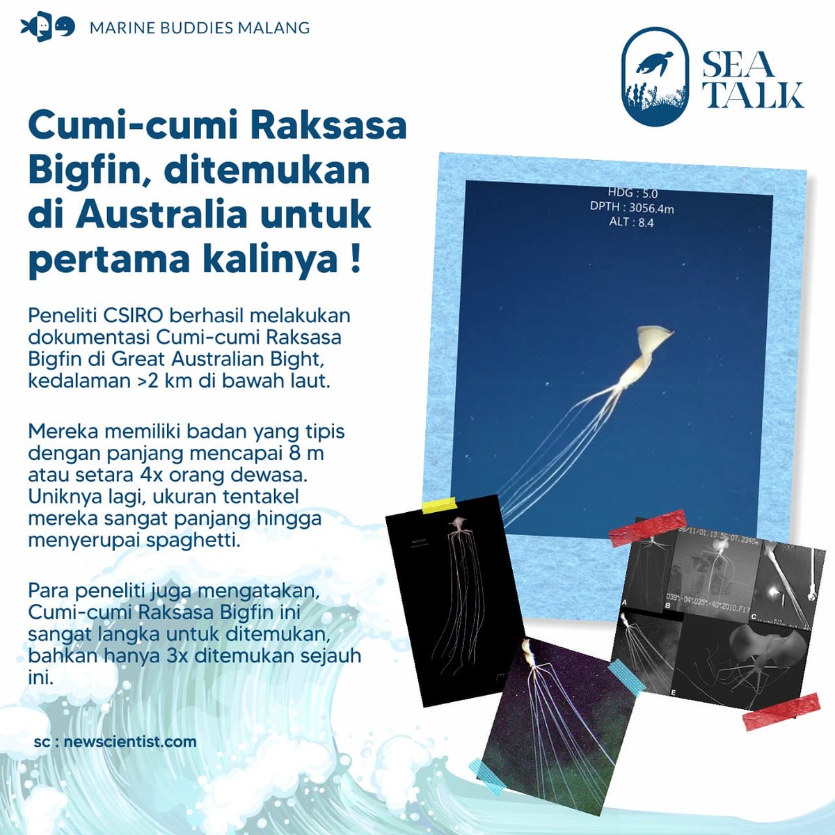 Hi Buddies✨
Siapanih yang suka makan seafood yang satu ini ?
Nah, tahu gak sih baru baru ini ditemukan cumi cumi raksasa loh di Australia.
Eitss tapi yang ini tidak bisa dimakan lo
Yuk silahkan simak penjelasan diatas yaa
.
#InOceanWeLive
#TemanTamanLaut 
#MarineBuddiesMalang
