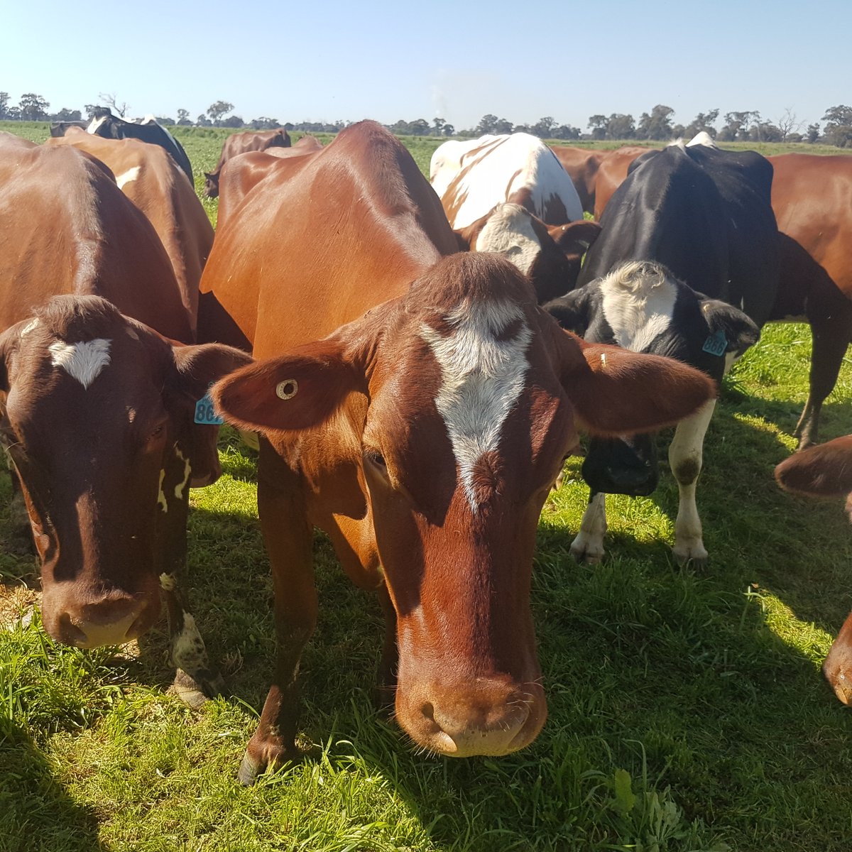 Happy National Ag Day from @Glencliffe Illawarras!👃 👩‍🌾🧑‍🌾Thank u 2 all our hard working farmers! 2 celebrate, some pics of our lovely cows, eating lunch and making milk! #WeAreAusFarmers #AgDayAU @AustWomenInAg @NationalFarmers @VFF_UDV @NRWNetwork @AgPeriUrban
