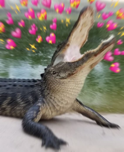GatorsDaily's tweet photo. BLESS A TIMELINE https://t.co/FkbEQ2cLYe