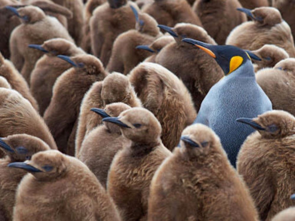 CapFeather tweet media