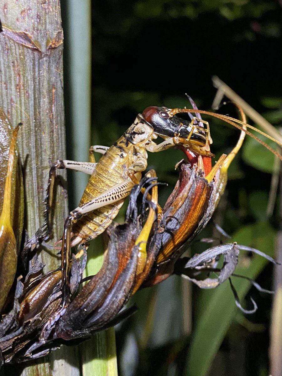 Auckland tree wētā feeding on flax flowers #nzinsects #wētā #entomology