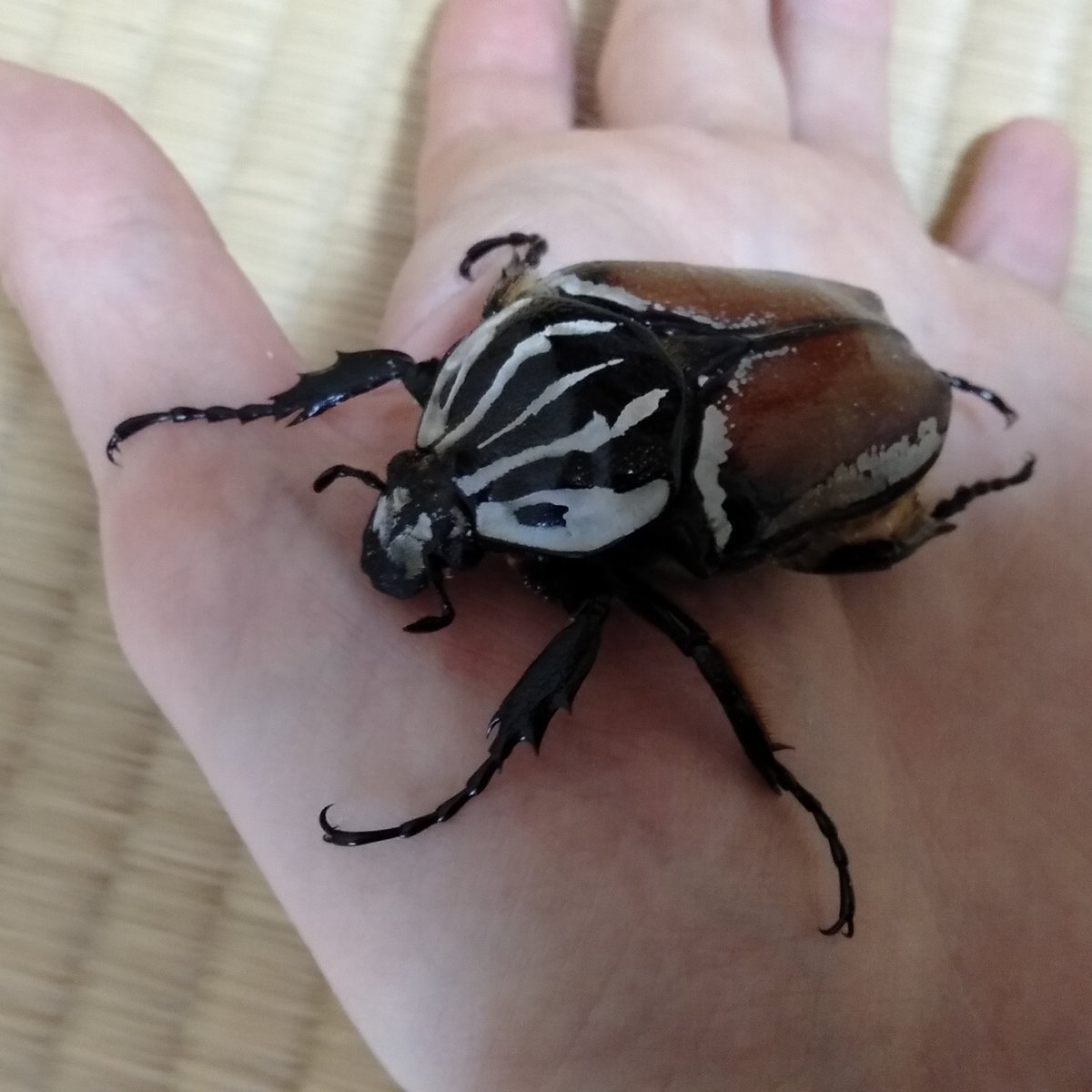 Nob Sashi ゴライアスオオツノハナムグリ 幼虫から飼育して いつの間にか 繭玉を作り 無事羽化してくれて ました 感激です Nob Sashi ゴライアスオオツノハナムグリ 幼虫から飼育して いつの間にか 繭玉を作り 無事羽化してくれて ました 感激です