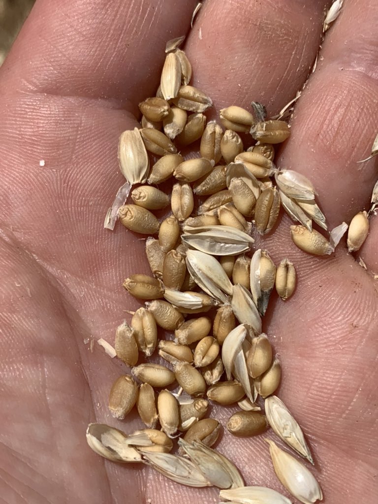 grassrootsag's tweet photo. Bennett wheat sown 17th March, grazed all winter now maturing quickly for harvest. Doesnโt look a typical wheat crop in the Lockhart area! #awnless @cropmad https://t.co/qa95ngFd7W