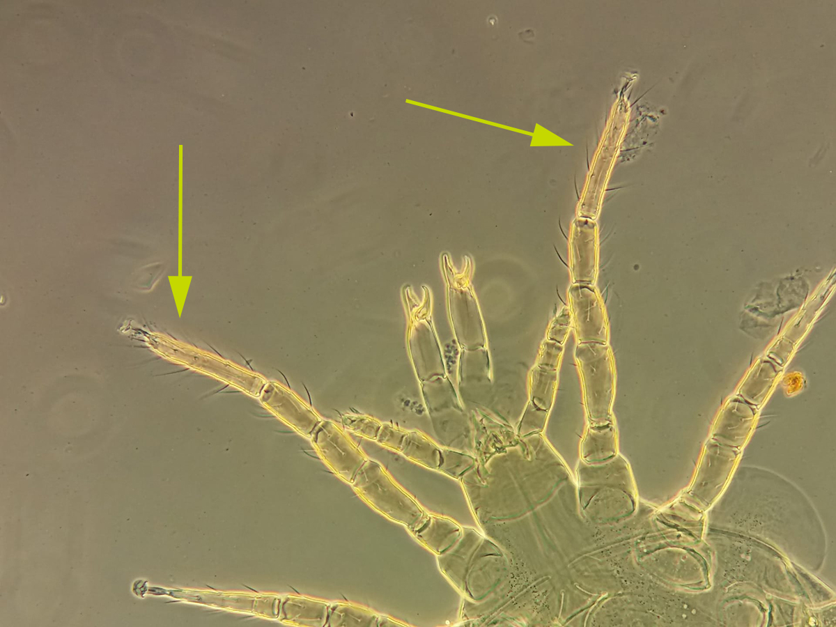 biobest_global's tweet photo. #FunFactFriday Did you know Phytoseiid predatory mites lack eyes? They rely on their chemosensory apparatus located mainly on their first pair of legs to find prey and mating partners.
#funfact #didyouknow #predatorymite #biobest #biobestgroup https://t.co/odtZGfUzsU
