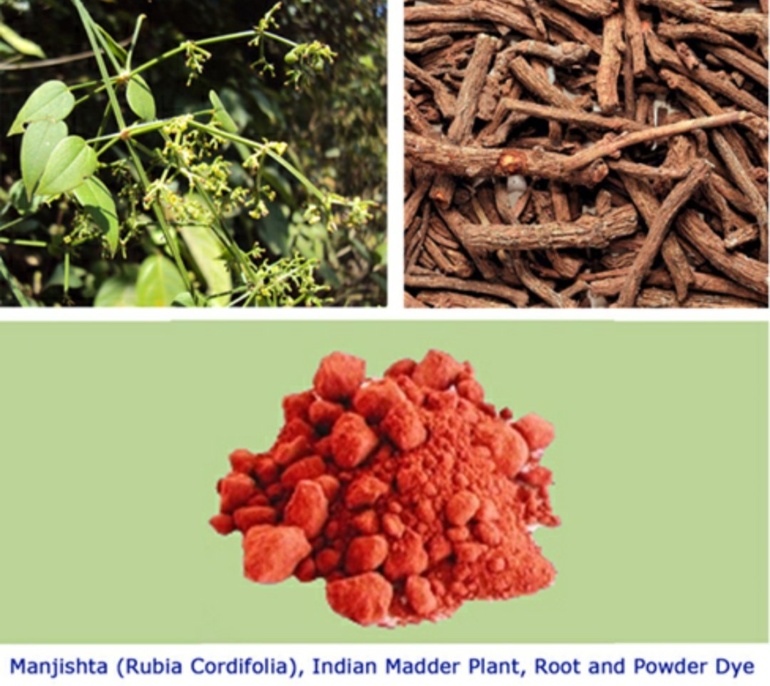 Indian Madder was extracted from the root of plant called Manjishta, Manjit, Majith, Manditta, Manjitti, Sevvelli, Tamaralli etc. as well as from the chaya ver or the root, veru that gave colour chayam