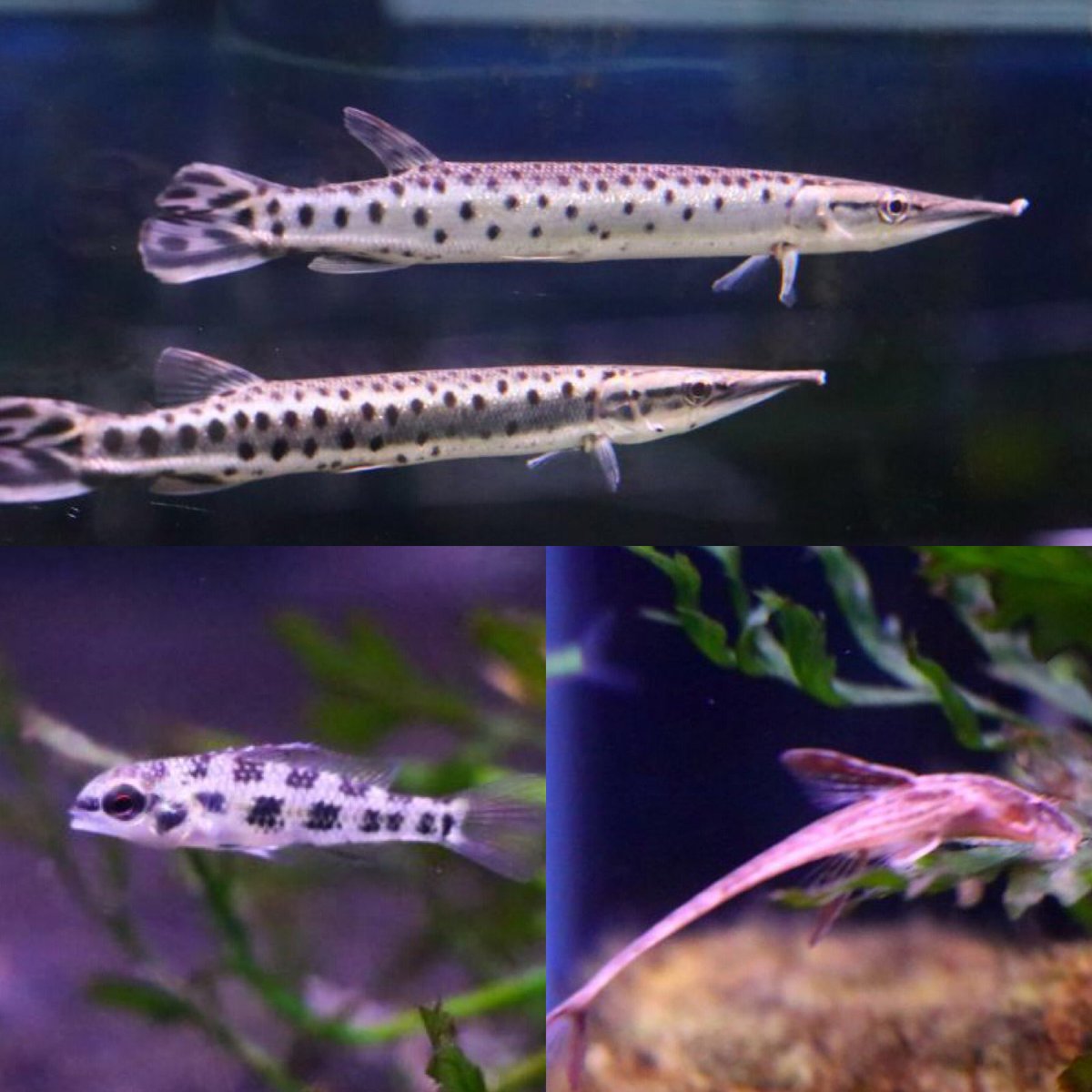 熱帯魚 アクアショップ イブ Pa Twitter 熱帯魚入荷しました インパクティスケリースーパーブルー ミクロラスボラ ブルーネオン チェッカーボードシクリッド コリドラス シムラータス コリドラス ブレブロストリス ボルケーノオトシン マーブルハイドロシナスガー