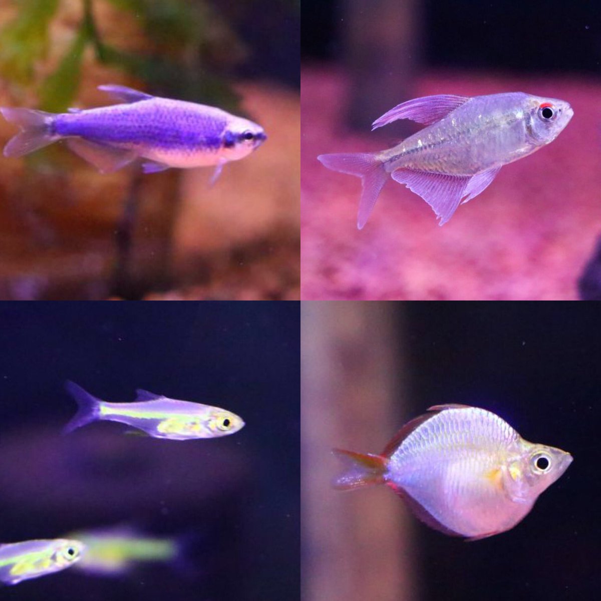 熱帯魚 アクアショップ イブ 熱帯魚入荷しました インパクティスケリースーパーブルー ミクロラスボラ ブルーネオン チェッカーボードシクリッド コリドラス シムラータス コリドラス ブレブロストリス ボルケーノオトシン マーブルハイドロシナスガー