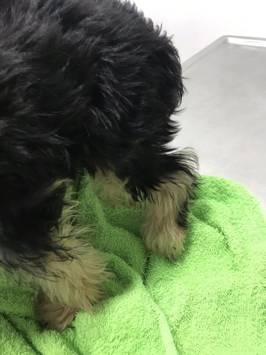 caritodzg's tweet photo. Mi perrita Mia de 3 meses tuvo una caída fuerte, la lleve al veterinario y tiene fractura de tibia y peroné, le realizarán la rx y resto de tto pero en solo exámenes y hospitalización la cuenta va en $582 no suelo hacer esto pero necesito ayuda🙏🏻😔 Bancolombia Ahorros 48388727694 https://t.co/7FQROkaAK6