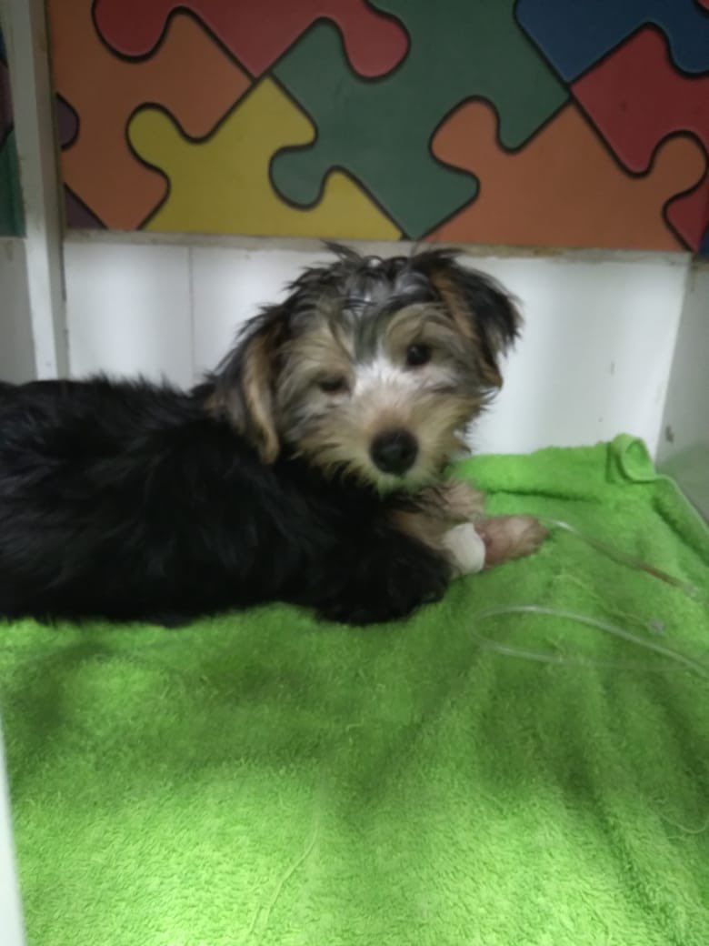 caritodzg's tweet photo. Mi perrita Mia de 3 meses tuvo una caída fuerte, la lleve al veterinario y tiene fractura de tibia y peroné, le realizarán la rx y resto de tto pero en solo exámenes y hospitalización la cuenta va en $582 no suelo hacer esto pero necesito ayuda🙏🏻😔 Bancolombia Ahorros 48388727694 https://t.co/7FQROkaAK6
