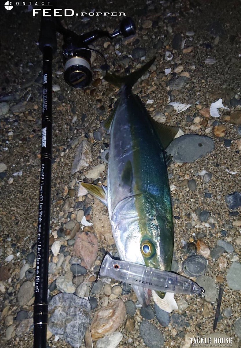 tacklehouse's tweet photo. 愛知県の高橋様より釣果写真とメッセージを頂いておりましたのでご紹介します。
https://t.co/rYJZv2gB7l
#タックルハウス #tacklehouse #フィードポッパー #シンキングワークス #CFP100SW #CFP70SW #ハマチ #ブリ #遠州灘 #サーフ https://t.co/PxL7hSv8LK