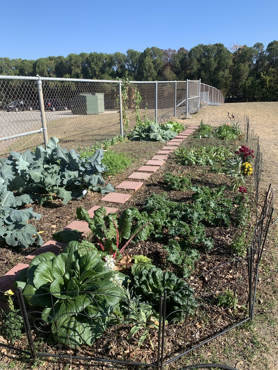 MsEdsonsKiddos's tweet photo. And we can’t forget about our @CulinaryClifton garden!  Our first graden bed is thriving, so it’s time to till some more soil and plant a cover crop to add a second garden bed. #FarmToTable #ThrivingThursday @cliftoncds @AustinISD @AISD_CTE https://t.co/Orr3ZVXTFG
