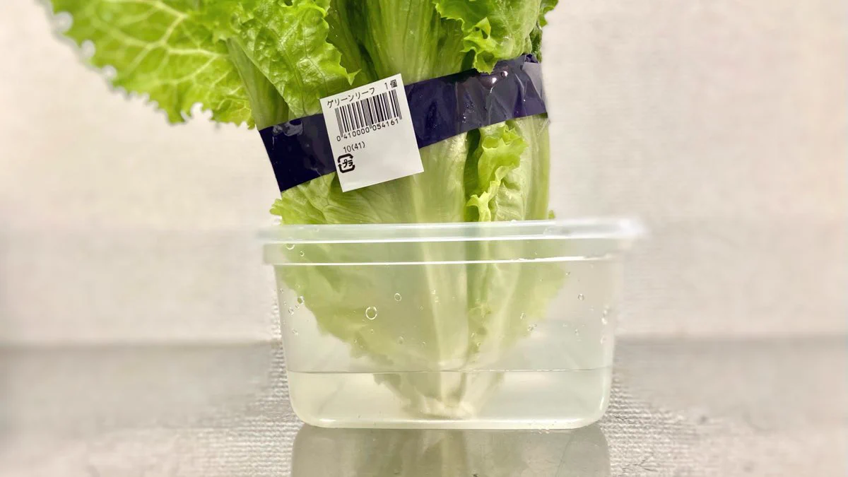 レタスをシャキシャキにする方法！少しの手間でレタスが長持ち！