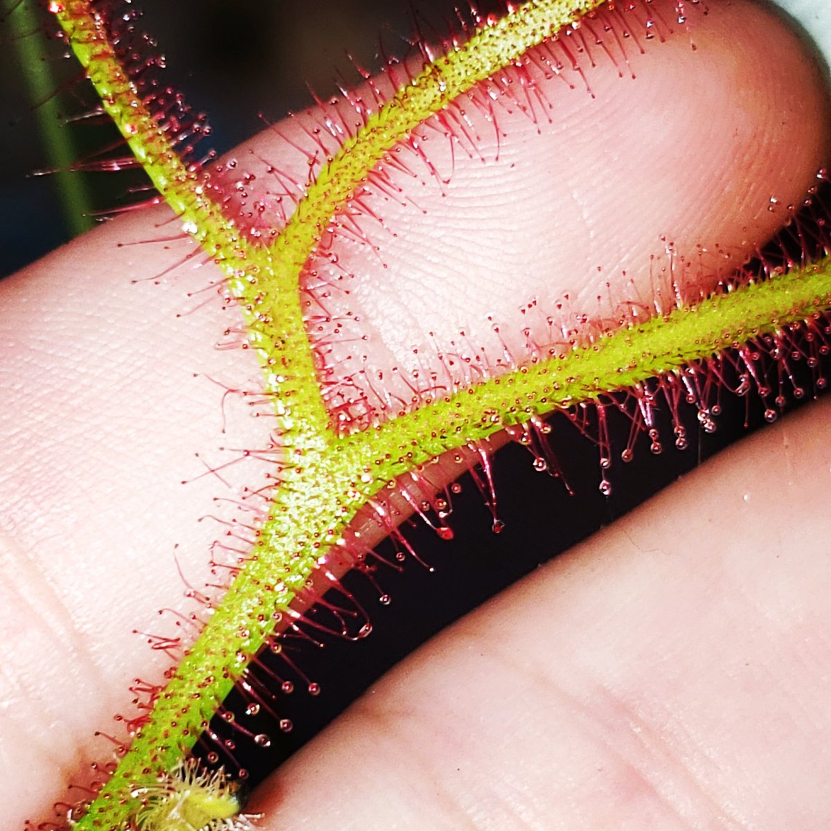 Floweredhead1's tweet photo. Drosera binata
known as the forked sundew or fork-leaved sundew; Sticky is an understatement! A large perennial native to Australia and New Zealand with narrow, branching leaves https://t.co/1cWa80SW4X