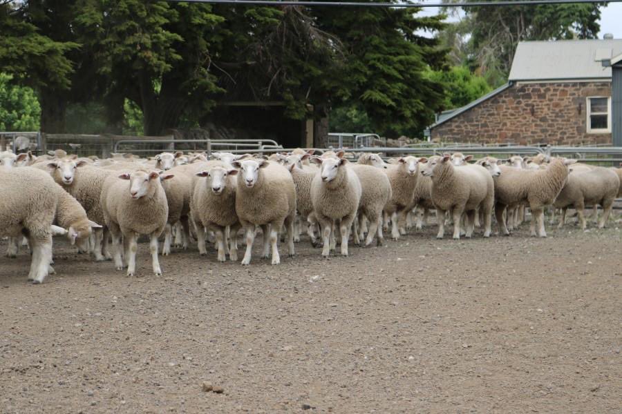 LambproHolbrook's tweet photo. My Primeline Maternal ewe spam coming to an end. How good to these Poligolet Ewes look at Derrinallum. 500 sell in the sale. 11,000 will sell next Tuesday. https://t.co/8T1FaPNXAv