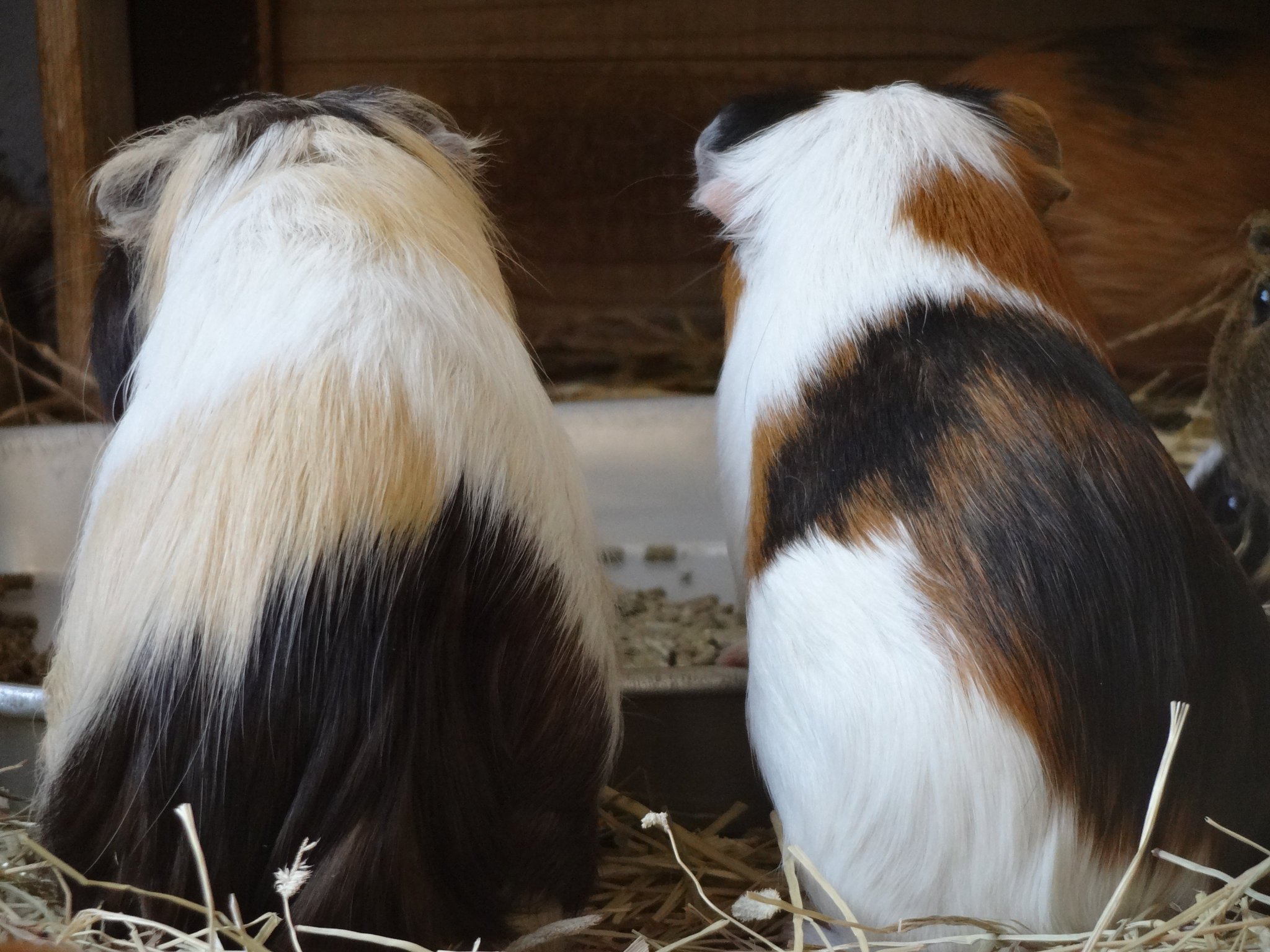 市川市動植物園 公式 モルモットは背中で語る 市川市動植物園 モルモット
