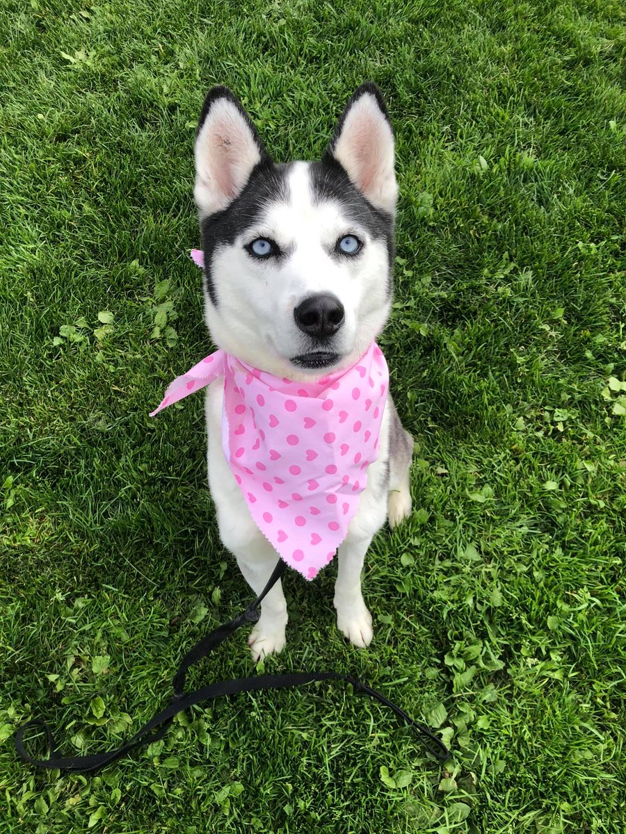 KJeanneault's tweet photo. Kita has been adopted!!! (Again) https://t.co/TAa6bX9B2b