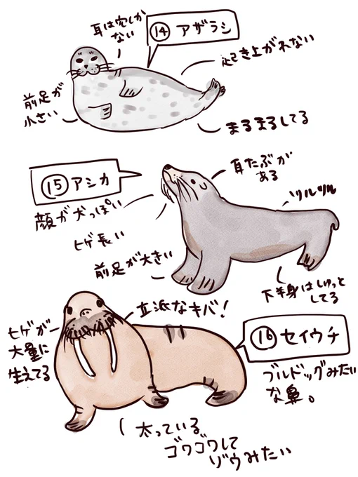 #動物50種類暗記チャレンジ
#コルクラボマンガ専科 

14種類め アザラシ

15種類め アシカ

16種類め セイウチ

似た動物は、特徴を比較しながら、一緒に描くと、暗記しやすいかも?‍♀️ 